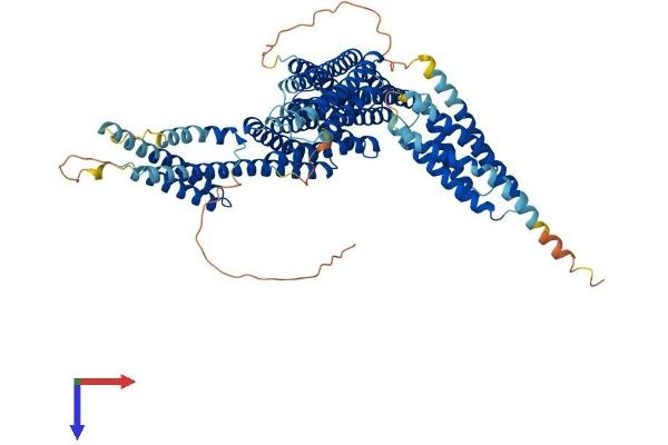 CTNNAL1 Protein (AA 1-734) (His tag)
