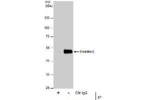 IP Image Immunoprecipitation of Flotillin 2 protein from HeLa whole cell extracts using 5 μg of Flotillin 2 antibody [C3], C-term, Western blot analysis was performed using Flotillin 2 antibody [C3], C-term, EasyBlot anti-Rabbit IgG  was used as a secondary reagent.