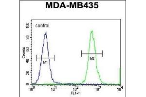HNRNPCL1 Antibody (C-term) (ABIN655435 and ABIN2844970) flow cytometric analysis of MDA-M cells (right histogram) compared to a negative control cell (left histogram).