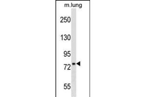DNAJC10 Antibody (N-term) (ABIN1539465 and ABIN2850132) western blot analysis in mouse lung tissue lysates (35 μg/lane). (DNAJC10 Antikörper  (N-Term))