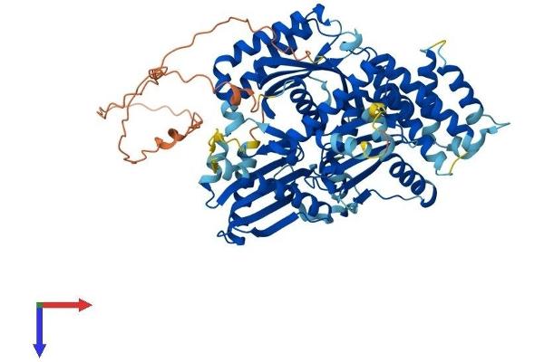 HPS1 Protein (AA 1-704) (His tag)
