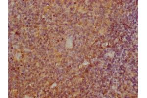 IHC image of ABIN7172255 diluted at 1:100 and staining in paraffin-embedded human tonsil tissue performed on a Leica BondTM system. (BCMA Antikörper  (AA 1-54))
