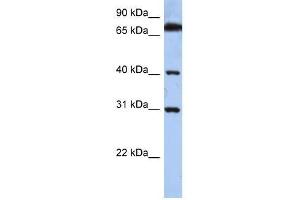 DHRSX antibody used at 0. (DHRSX Antikörper  (C-Term))