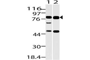 Image no. 1 for anti-Dachshund 1 (DACH1) (AA 300-550) antibody (ABIN5027130) (DACH1 Antikörper  (AA 300-550))