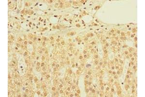 Immunohistochemistry of paraffin-embedded human adrenal gland tissue using ABIN7159912 at dilution of 1:100 (TIMM9 Antikörper  (AA 2-89))