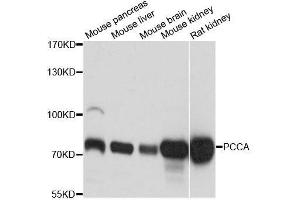 Western blot analysis of extracts of various cell lines, using PCCA antibody. (PCCA Antikörper  (AA 449-728))