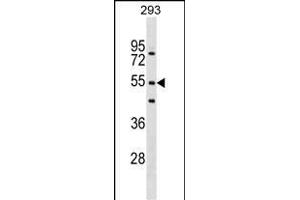 FBXW9 Antibody (N-term) (ABIN1539352 and ABIN2849090) western blot analysis in 293 cell line lysates (35 μg/lane). (FBXW9 Antikörper  (N-Term))