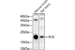Western blot analysis of extracts of various cell lines, using BOK antibody (ABIN7265866) at 1:1000 dilution. (BOK Antikörper  (AA 1-100))