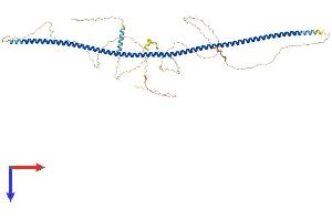 POC5 Protein (AA 1-575) (His tag)
