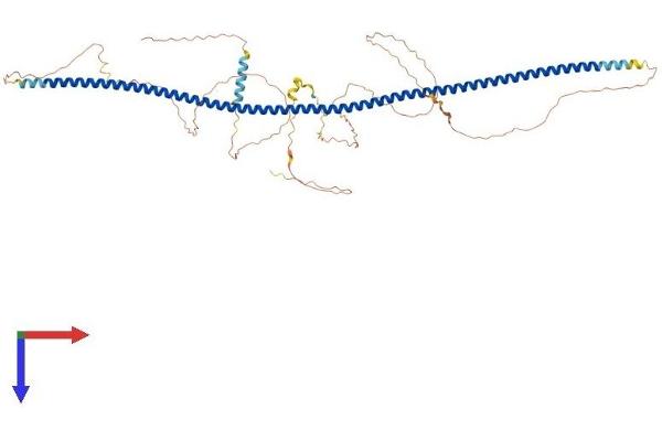 POC5 Protein (AA 1-575) (His tag)