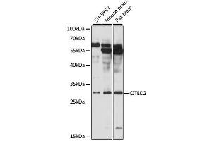 Western blot analysis of extracts of various cell lines, using CITED2 antibody (ABIN6291914) at 1:3000 dilution. (CITED2 Antikörper)