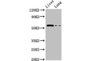 Western Blot Positive WB detected in: Rat liver tissue, Rat lung tissue All lanes: CCZ1 antibody at 2. (CCZ1 Antikörper  (AA 201-482))