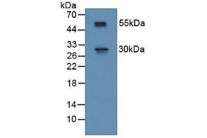 Figure. (RSPO1 Antikörper  (AA 21-135))