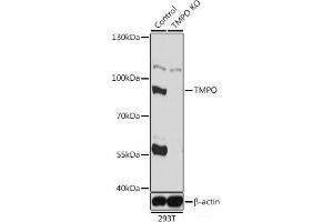 Western blot analysis of extracts from normal (control) and TMPO knockout (KO) 293T cells using TMPO Polyclonal Antibody at dilution of 1:1000. (Thymopoietin Antikörper)