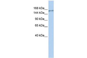 WB Suggested Anti-NBEAL1 Antibody Titration:  0. (NBEAL1 Antikörper  (N-Term))