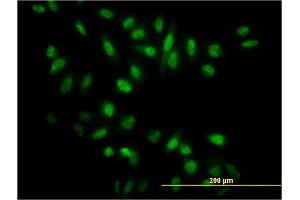 Immunofluorescence (IF) image for anti-Nuclear Receptor Subfamily 0, Group B, Member 1 (NR0B1) (AA 361-470) antibody (ABIN513189)