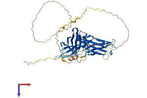 SYT13 Protein (AA 1-426) (His tag)