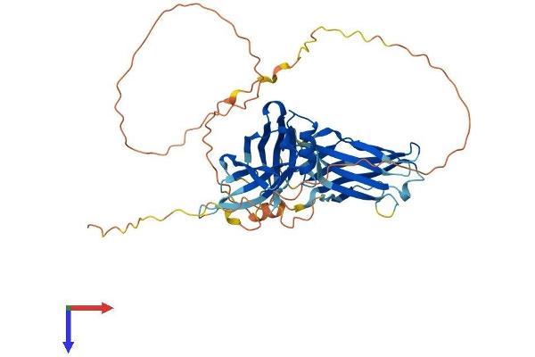 SYT13 Protein (AA 1-426) (His tag)