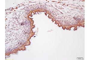 Formalin-fixed and paraffin embedded mouse embryo labeled with Anti-Wnt11 Polyclonal Antibody, Unconjugated (ABIN1387554) at 1:200 followed by conjugation to the secondary antibody and DAB staining (WNT11 Antikörper  (AA 151-250))