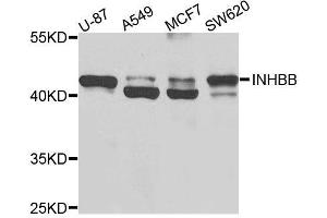 Western blot analysis of extracts of various cell lines, using INHBB antibody (ABIN5995978) at 1/1000 dilution.
