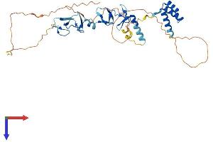 LHX6 Protein (AA 1-363) (His tag)