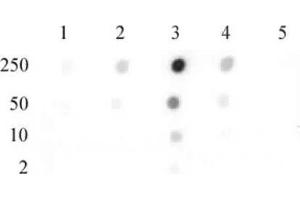 Histone H2B dimethyl Lys46 pAb tested by dot blot analysis. (Histone H2B Antikörper  (2meLys46))