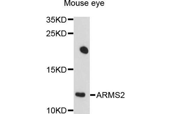 ARMS2 Antikörper