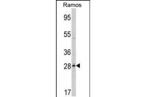 Western blot analysis of PGLS Antibody in Ramos cell line lysates (35ug/lane) (PGLS Antikörper  (C-Term))