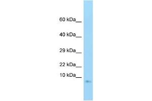 WB Suggested Anti-GNG3 Antibody Titration: 1. (GNG3 Antikörper  (Middle Region))