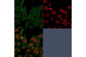 Immunofluorescence Analysis of PFA-fixed HeLa cells labeling IDH1. (IDH1 Antikörper  (AA 281-414))