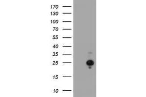 Image no. 1 for anti-Hairy and Enhancer of Split 6 (HES6) antibody (ABIN1498639) (HES6 Antikörper)