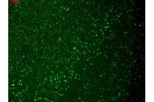 Immunohistochemistry (IHC) image for anti-Hyperpolarization Activated Cyclic Nucleotide-Gated Potassium Channel 4 (HCN4) (AA 1019-1198) antibody (Atto 594) (ABIN2482529)
