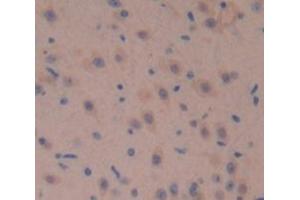 IHC-P analysis of Mouse Tissue, with DAB staining. (Fascin 2 Antikörper  (AA 8-278))