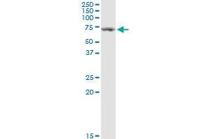 Western Blotting (WB) image for anti-Transforming Growth Factor, beta-Induced, 68kDa (TGFBI) (AA 1-683) antibody (ABIN948553)