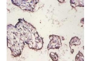 Immunohistochemistry of paraffin-embedded human placenta tissue using ABIN7155387 at dilution of 1:100 (H2AFX Antikörper  (AA 12-141))