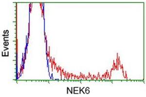 Flow Cytometry (FACS) image for anti-NIMA (Never in Mitosis Gene A)-Related Kinase 6 (NEK6) antibody (ABIN1499684)