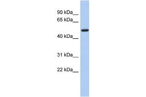WB Suggested Anti-FBXO3 Antibody Titration:  0. (F-Box Protein 3 Antikörper  (N-Term))