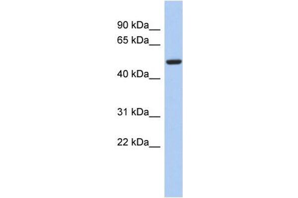 F-Box Protein 3 antibody  (N-Term)