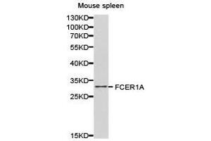 Western Blotting (WB) image for anti-Fc Fragment of IgE Receptor Ia (FCER1A) antibody (ABIN1872668) (Fc epsilon RI/FCER1A Antikörper)