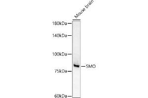 Western blot analysis of extracts of Mouse brain, using SMO antibody (ABIN6130715, ABIN6148140, ABIN6148141 and ABIN6220185) at 1:500 dilution. (SMO Antikörper  (AA 554-787))