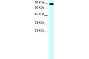 Western Blotting (WB) image for anti-Zinc Finger Protein 828 (ZNF828) antibody (ABIN2460309) (ZNF828 Antikörper)
