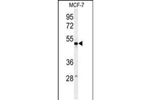 Western blot analysis of PSG7 Antibody in MCF-7 cell line lysates (35ug/lane) (PSG7 Antikörper  (C-Term))