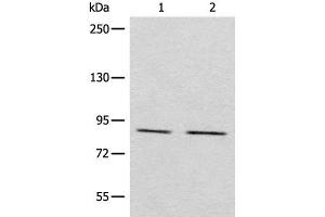 Western blot analysis of Raji and A431 cell lysates using MARK2 Polyclonal Antibody at dilution of 1:800 (MARK2 Antikörper)