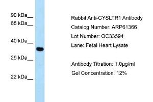 Western Blotting (WB) image for anti-Cysteinyl Leukotriene Receptor 1 (CYSLTR1) (C-Term) antibody (ABIN970495) (CysLTR1 Antikörper  (C-Term))