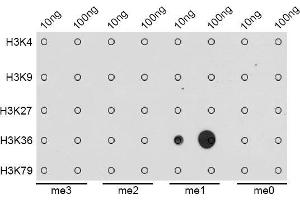 Dot-blot analysis of all sorts of methylation peptides using MonoMethyl-Histone H3-K36 antibody. (Histone 3 Antikörper  (H3K36me))