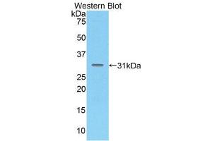 Western Blotting (WB) image for anti-Mucosal Vascular Addressin Cell Adhesion Molecule 1 (MADCAM1) (AA 29-297) antibody (ABIN1859736) (MADCAM1 Antikörper  (AA 29-297))
