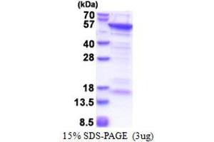 SDS-PAGE (SDS) image for CUE Domain Containing 1 (CUEDC1) (AA 1-386) protein (His tag) (ABIN5853457)