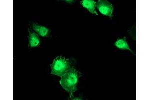 Anti-ERCC1 mouse monoclonal antibody (ABIN2455609) immunofluorescent staining of COS7 cells transiently transfected by pCMV6-ENTRY ERCC1 (RC200478). (ERCC1 Antikörper)