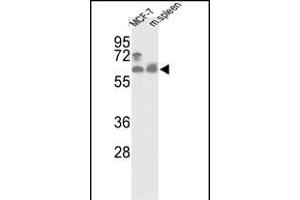 Western blot analysis of hNK1-R90 (ABIN391235 and ABIN2841303) in MCF-7 cell line and mouse spleen tissue lysates (35 μg/lane). (PANK1 Antikörper  (N-Term))