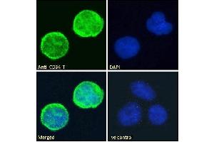 ABIN1049505 Immunofluorescence analysis of paraformaldehyde fixed Jurkat cells, permeabilized with 0. (CD34 Antikörper  (C-Term))
